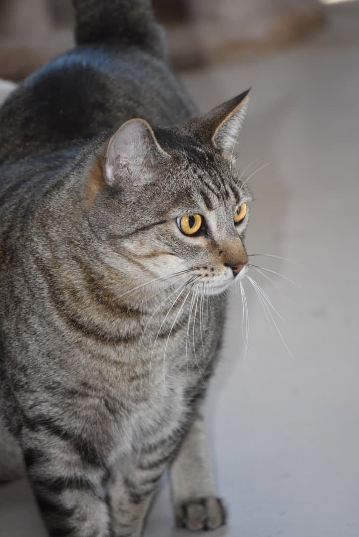 Robin - Domestic Short Hair