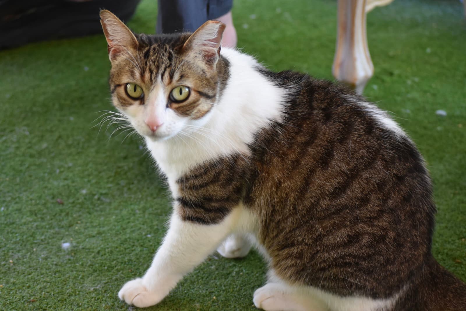 Willow - Domestic Short Hair