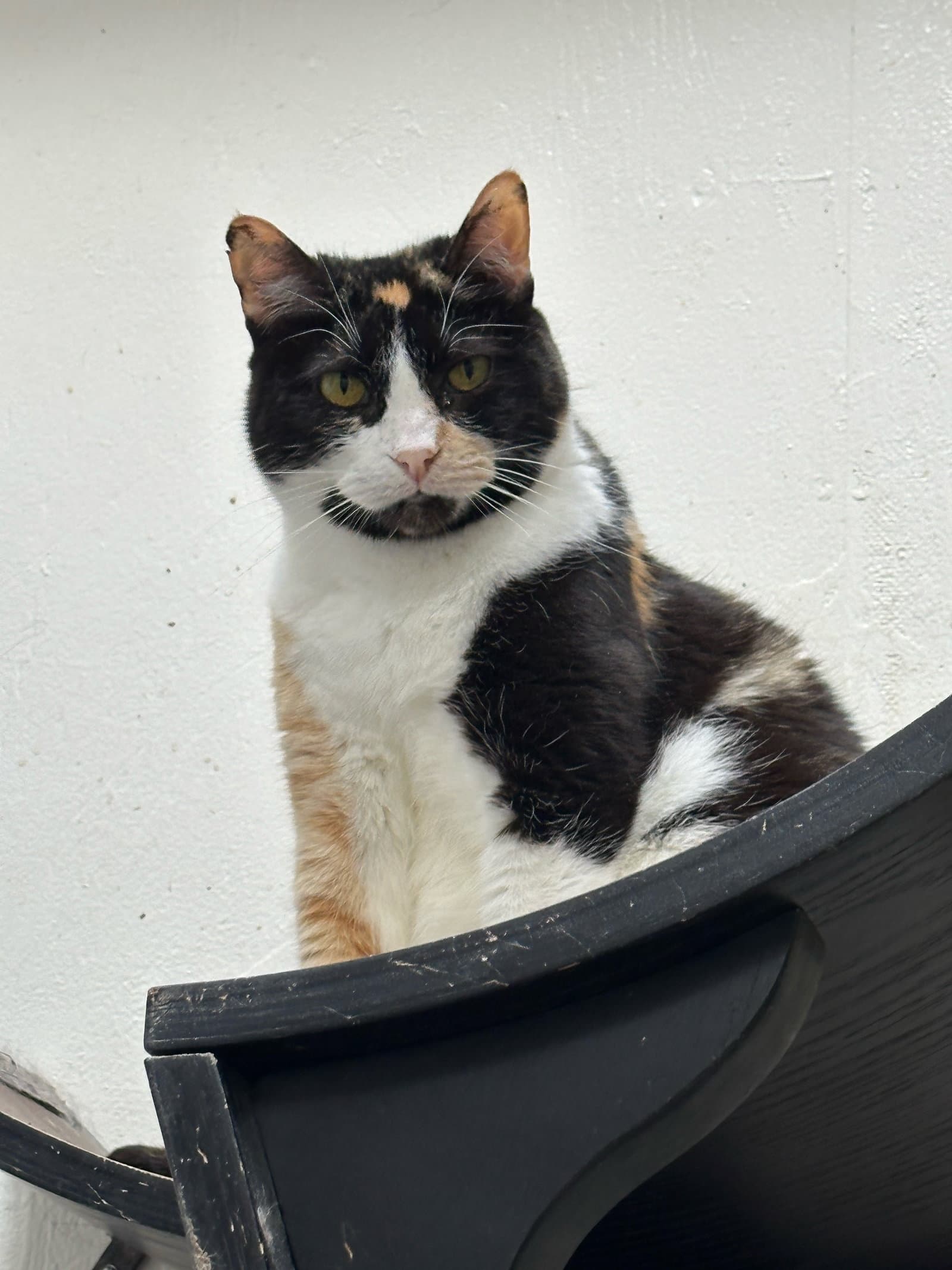 Lux - Domestic Short Hair