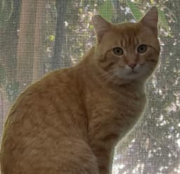 Mango image 2