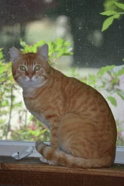 Mango image 1