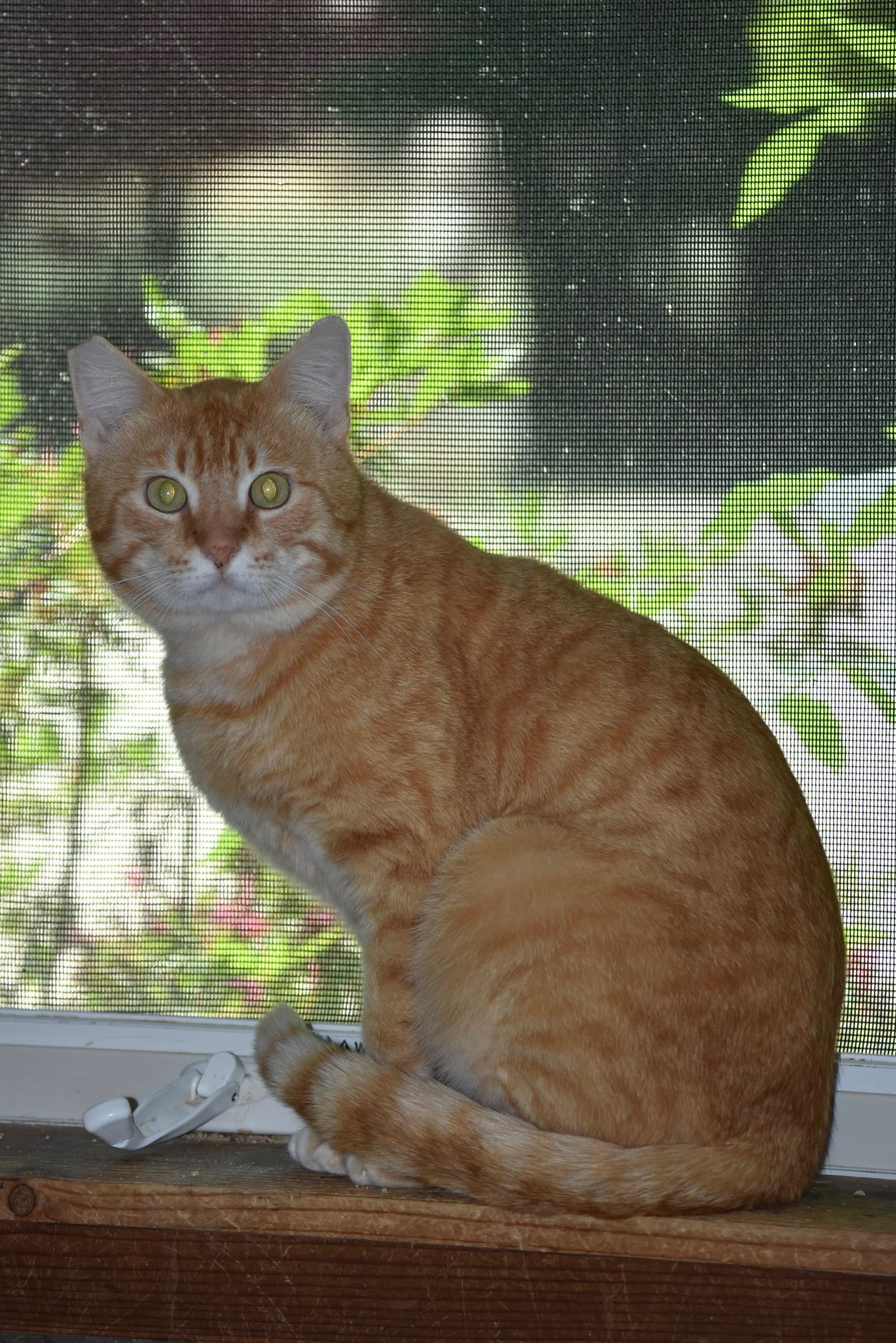 Mango - Domestic Short Hair