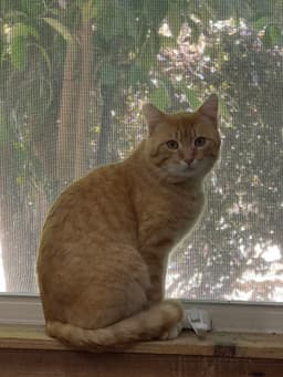 Mango image 4