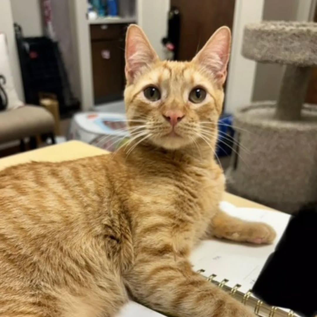 Dexter  Edwin Cp - Domestic Short Hair