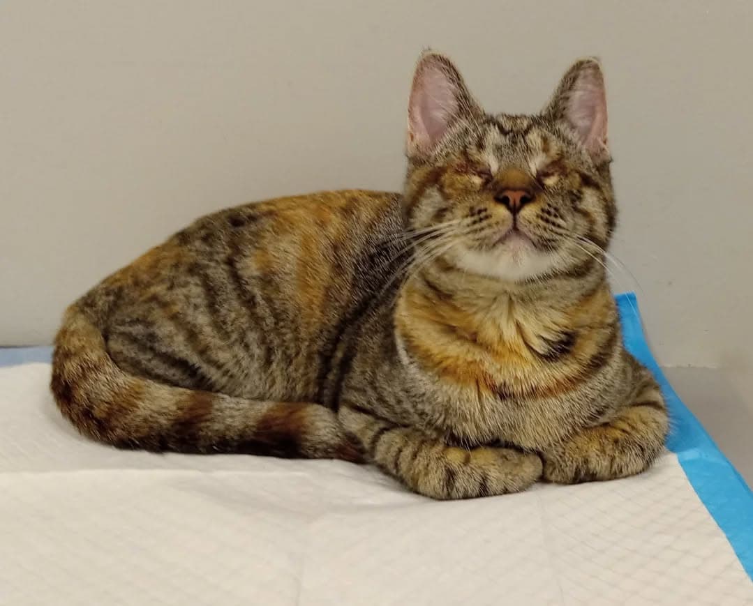 Doris Cp - Domestic Short Hair