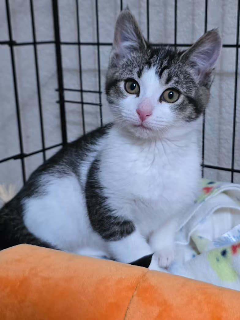 Susanna Cp - Domestic Short Hair