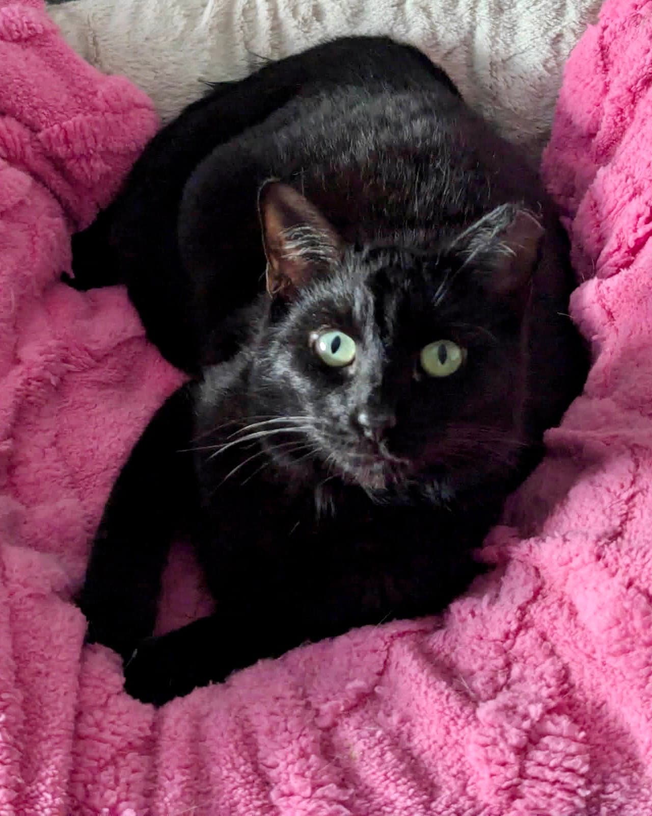 Mary Cp - Domestic Short Hair