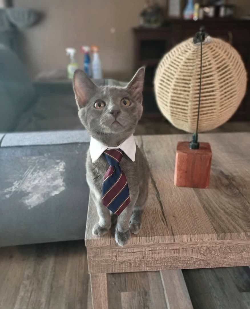 Jasper Cp - Russian Blue