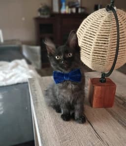 Oliver Cp image 1