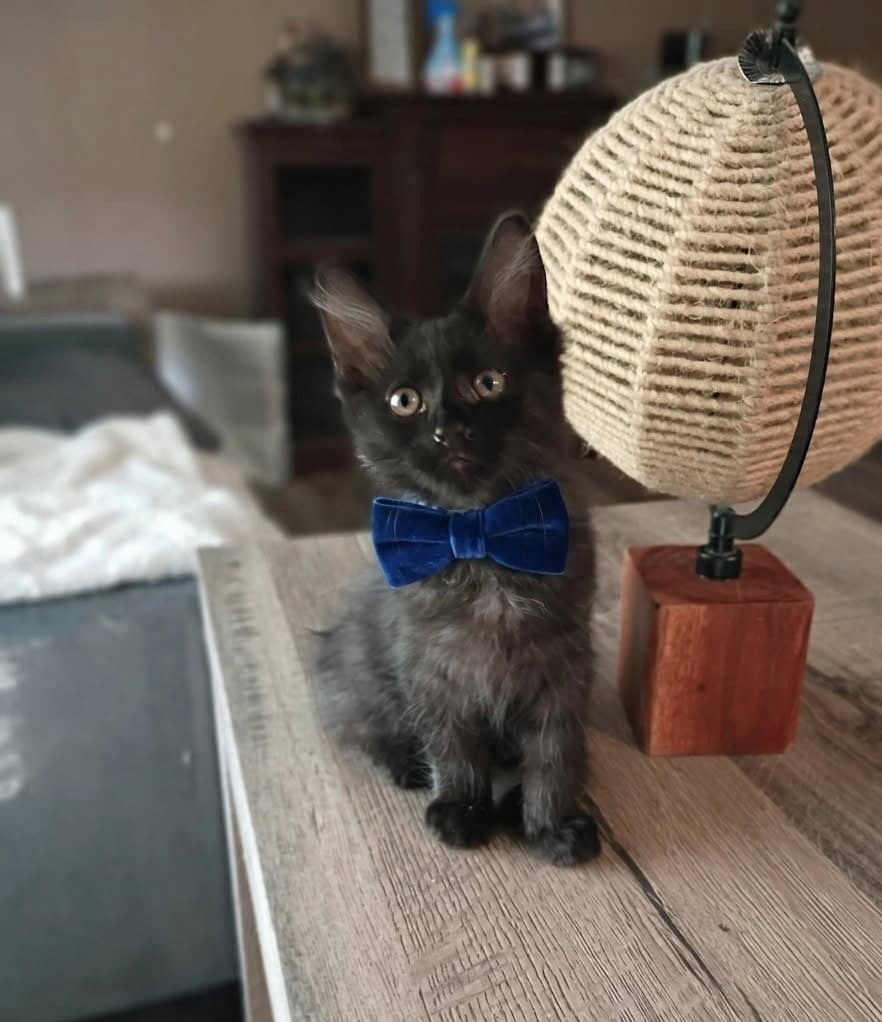 Oliver Cp - Domestic Medium Hair