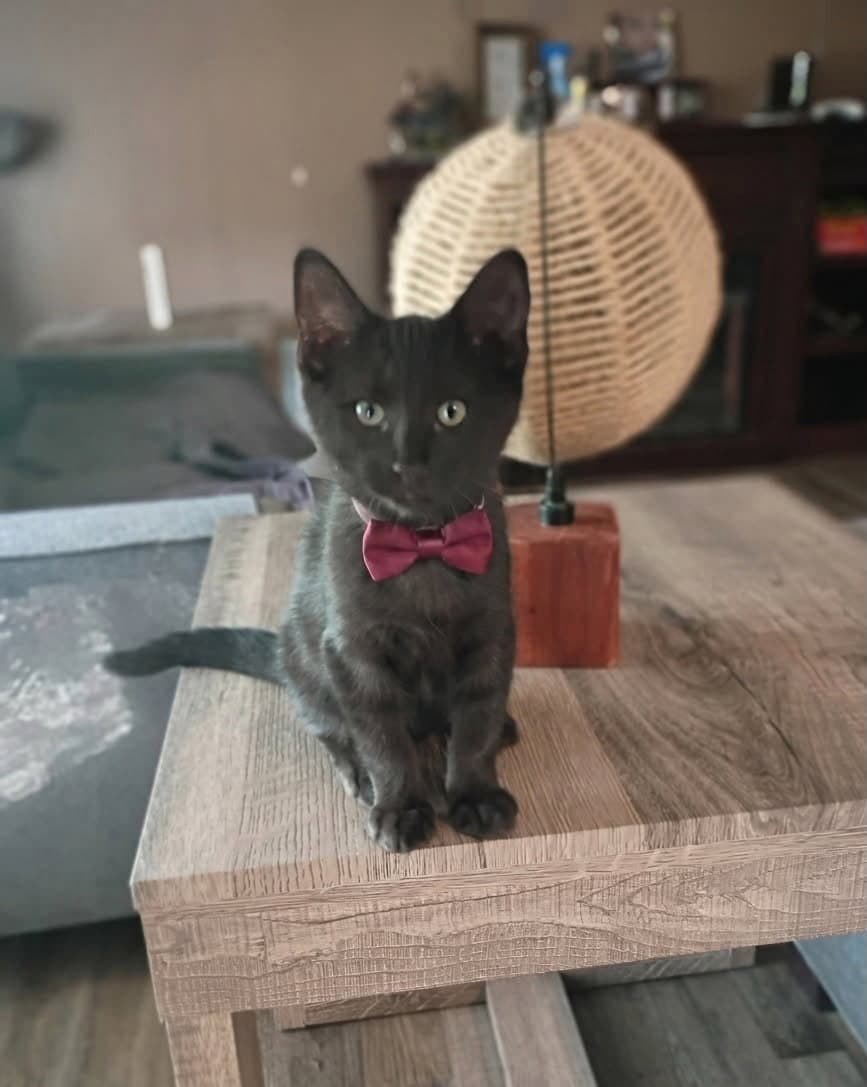 Thor Cp - Domestic Short Hair