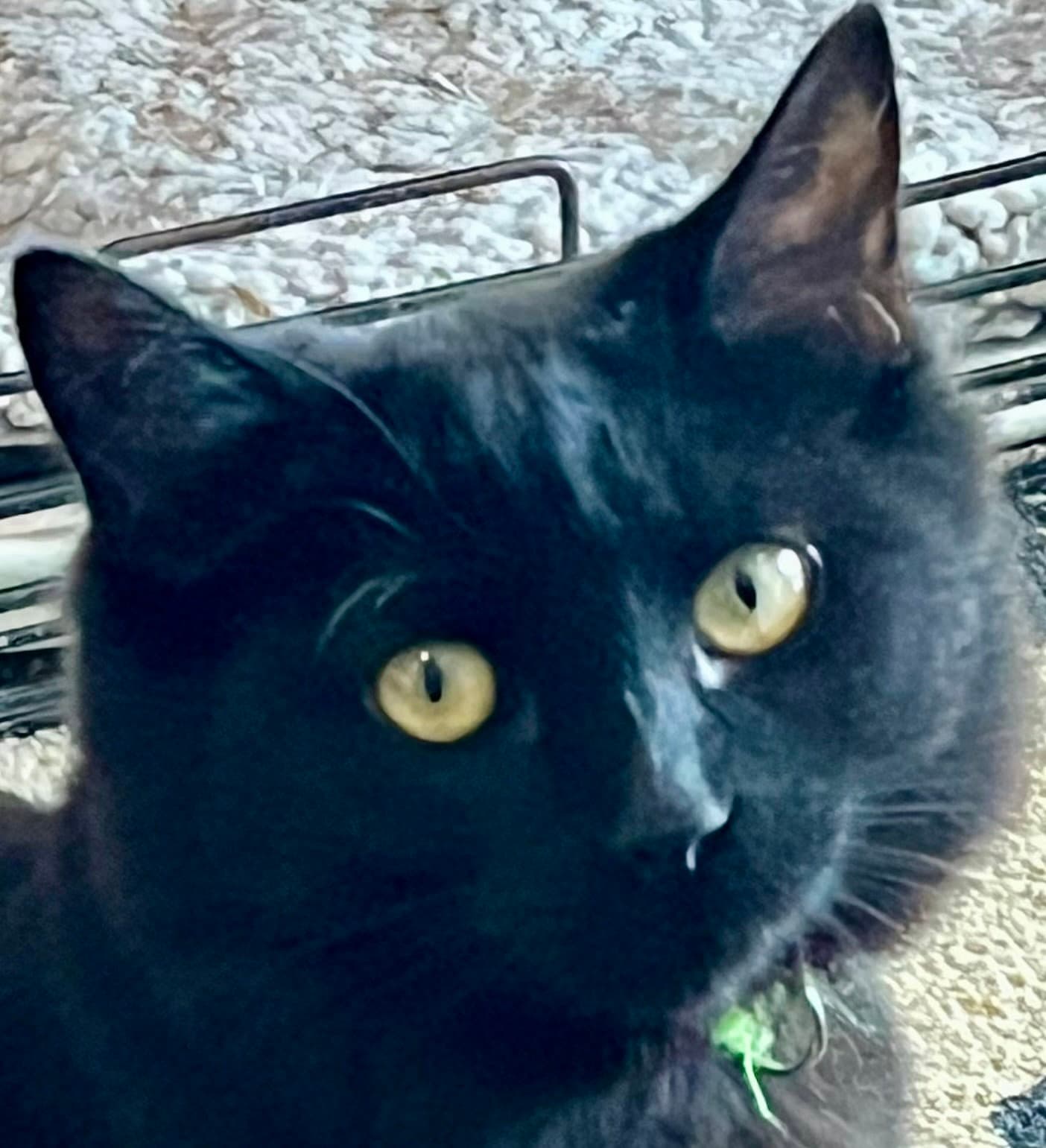 Library - Domestic Short Hair