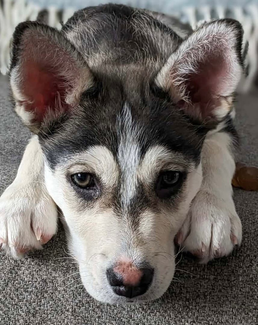 Lovey Dovey - Husky