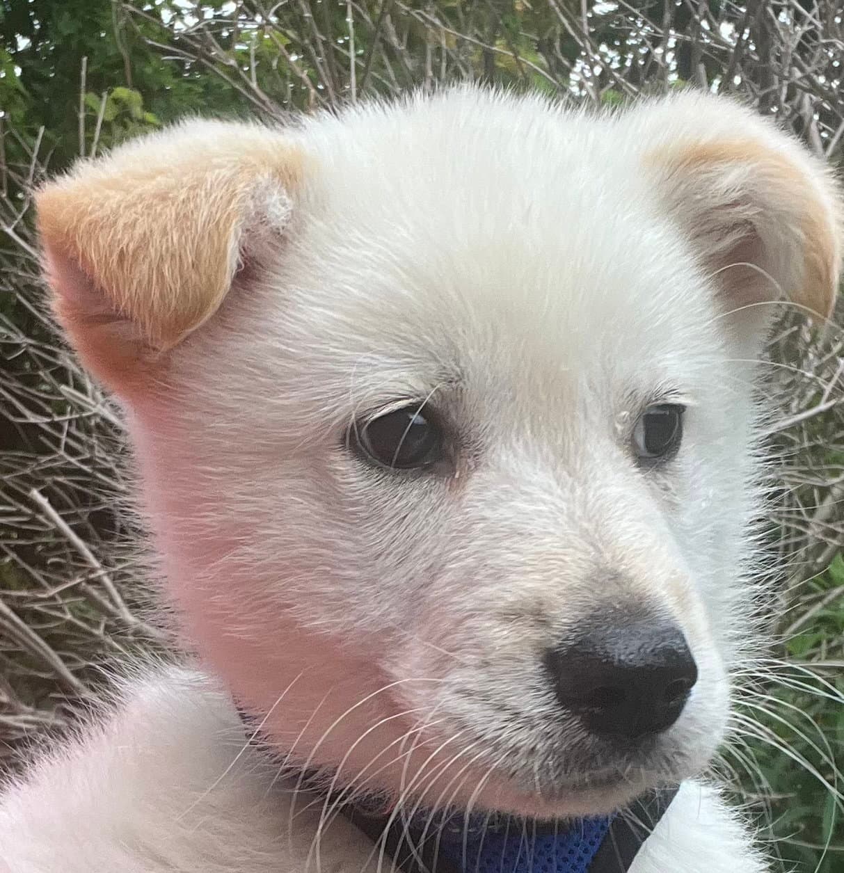 Tangerine - Labrador Retriever