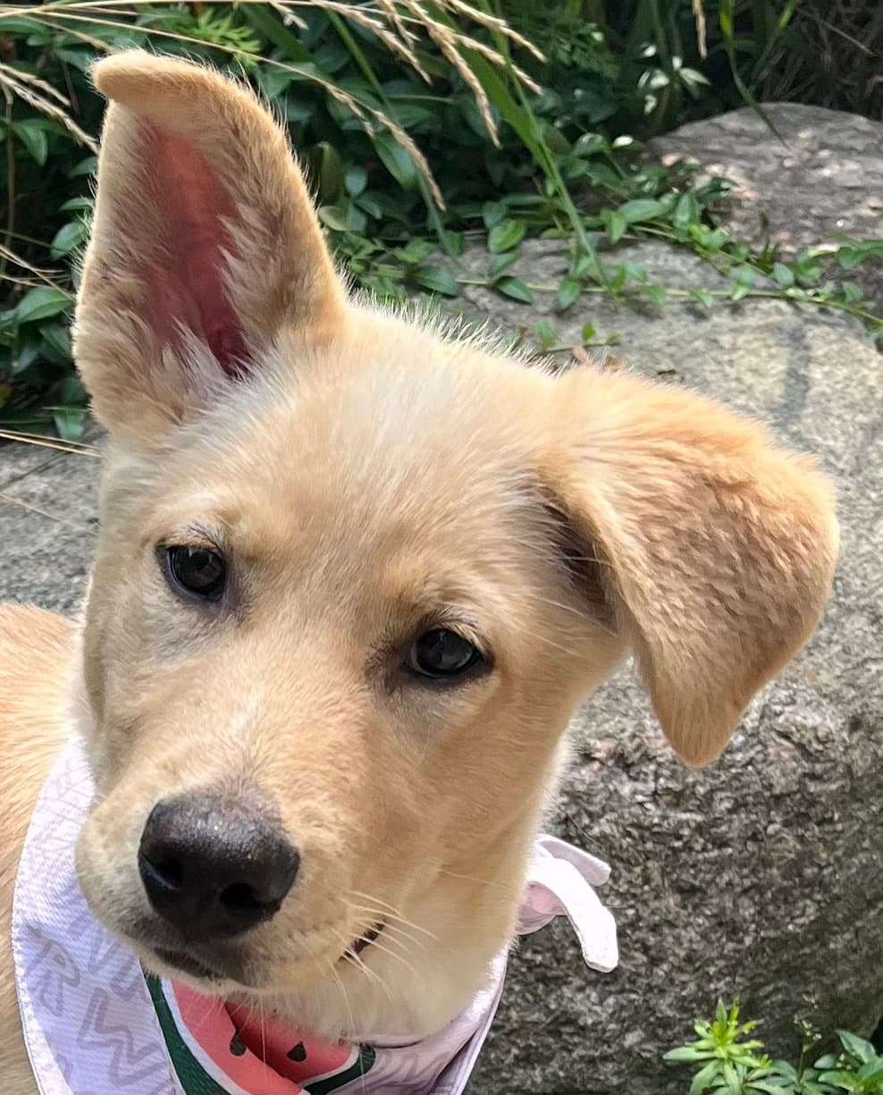 Tangerine - Labrador Retriever