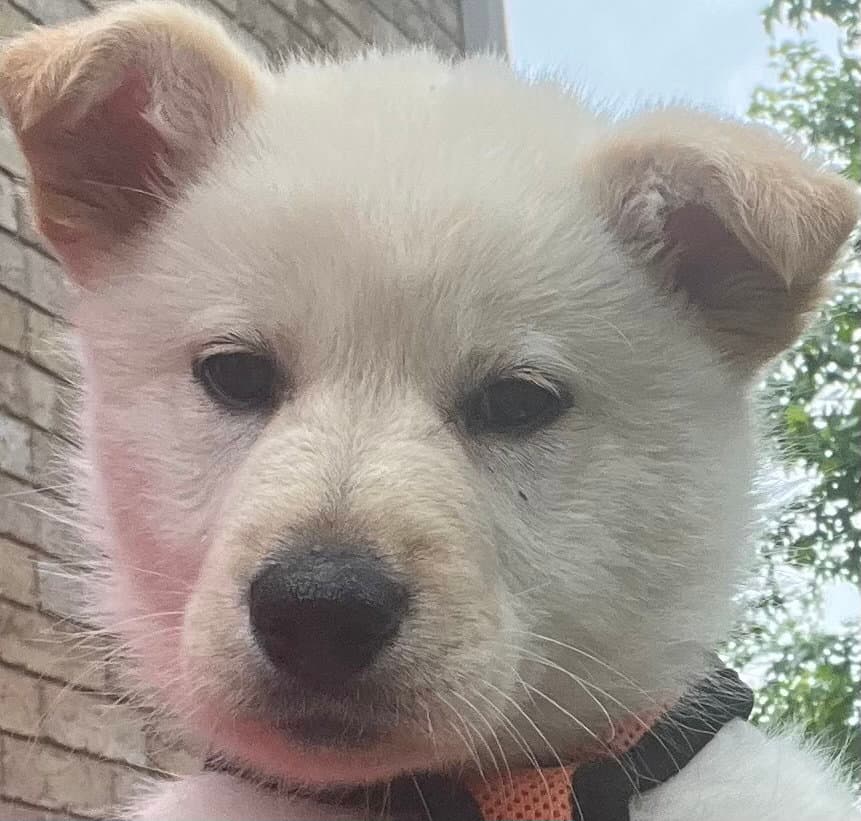 Apricot - Labrador Retriever