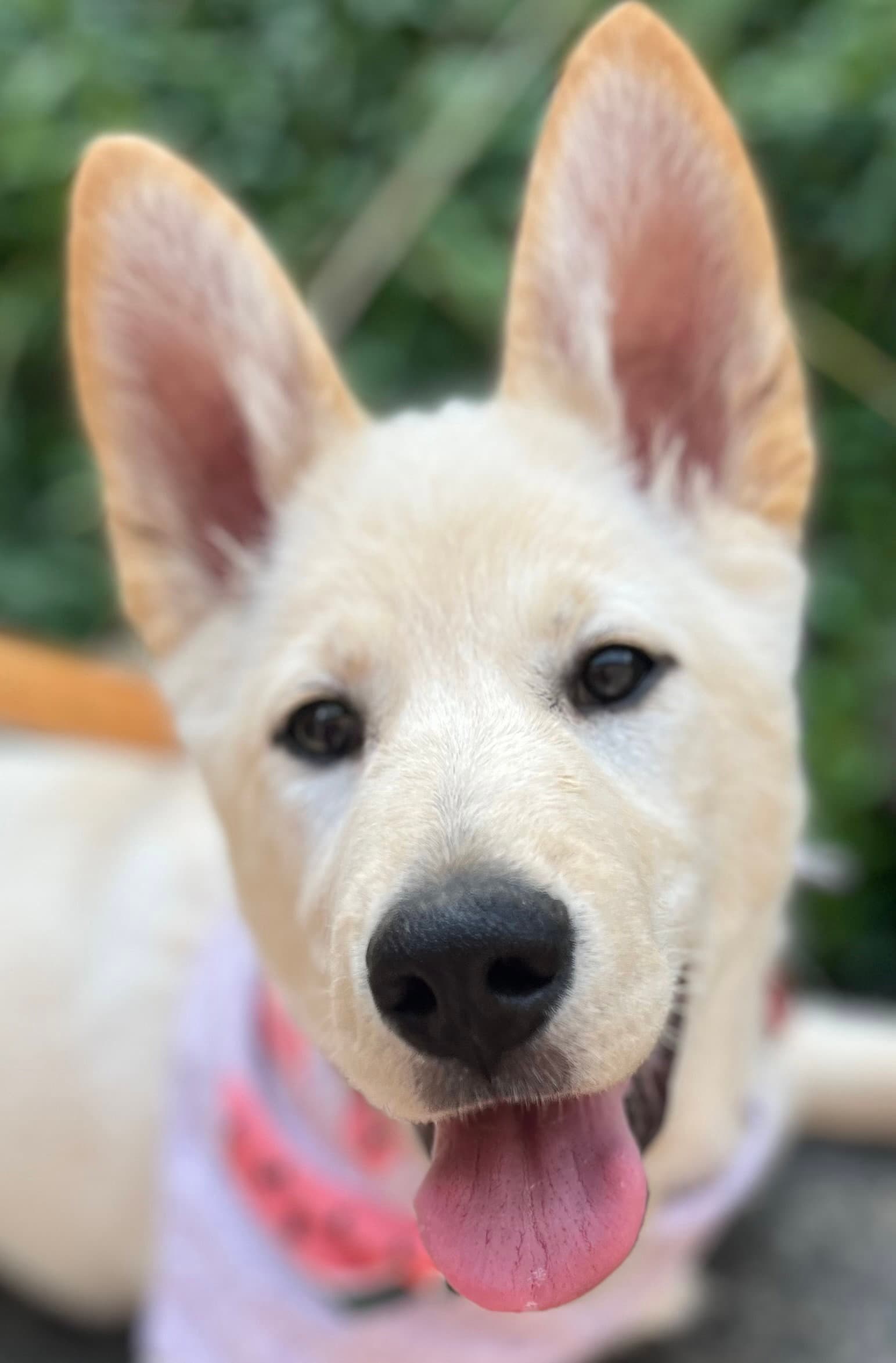 Apricot - Labrador Retriever