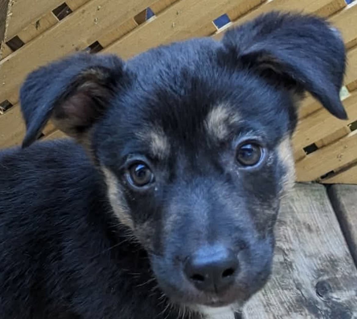 Messi - Shepherd