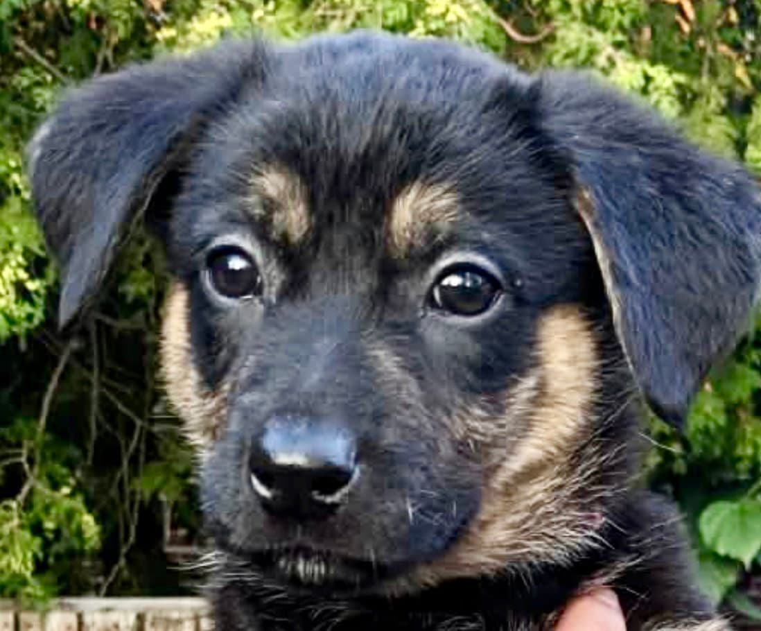 Paz - Shepherd