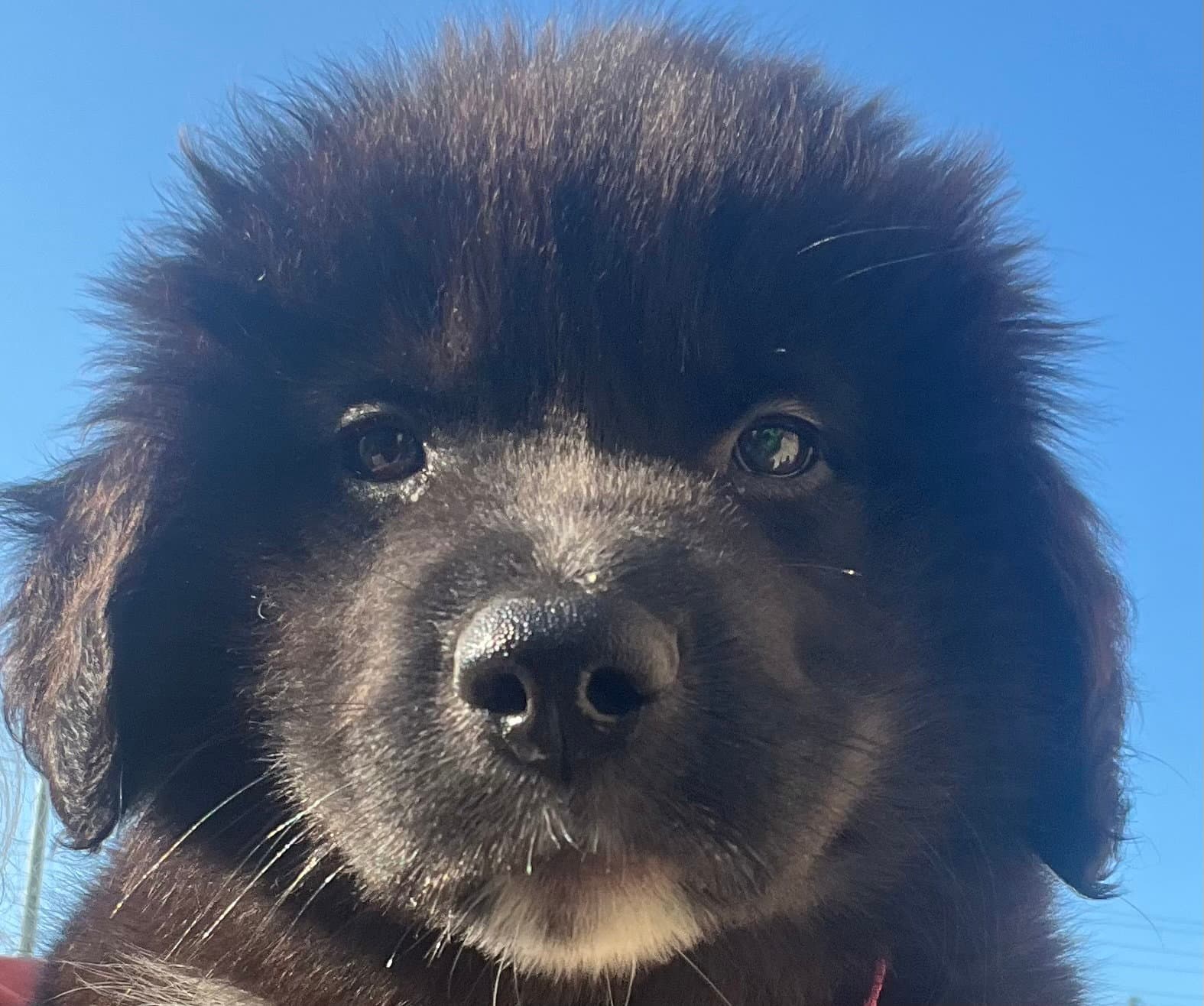 Yamaska - Border Collie