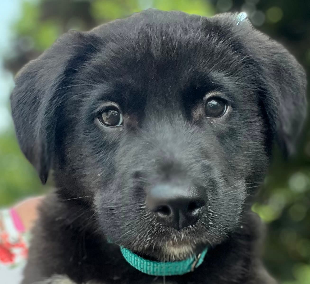 Algonquin - Border Collie