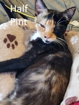 Half Pint - Domestic Short Hair