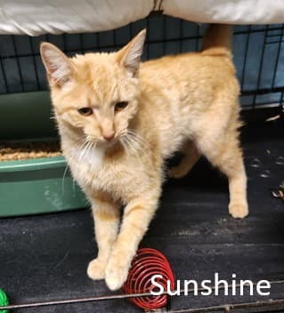 Sunshine - Domestic Short Hair