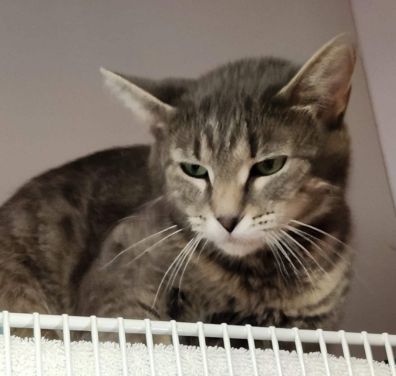 Wonetta - Domestic Short Hair