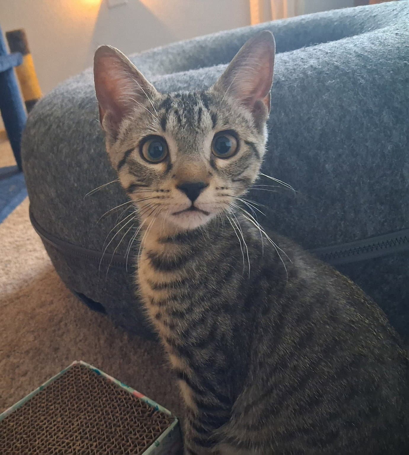 Duke - Domestic Short Hair
