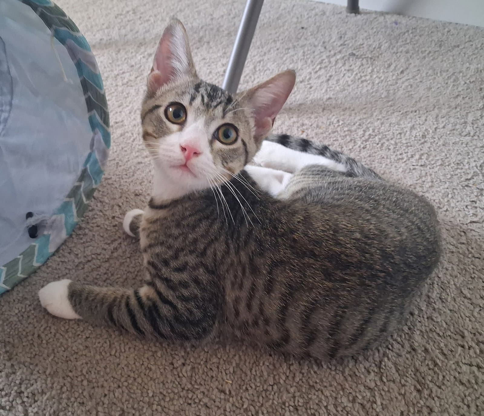 Dennis - Domestic Short Hair