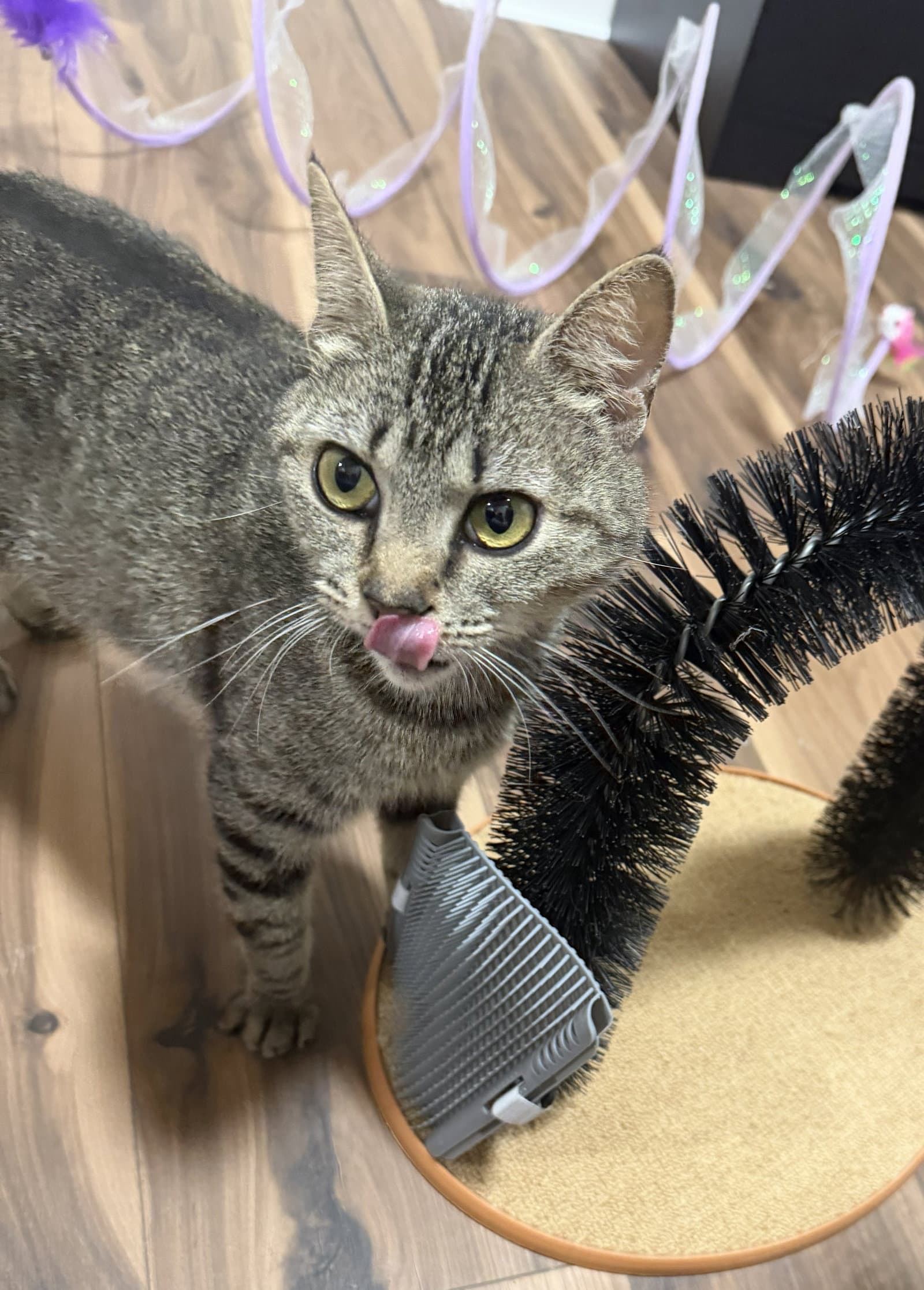 Babette - Domestic Short Hair