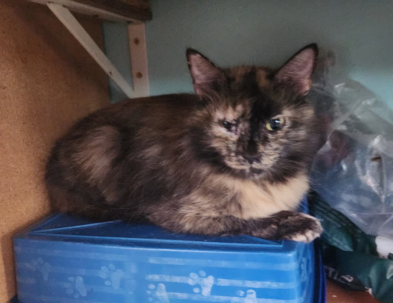 Bella - Domestic Long Hair