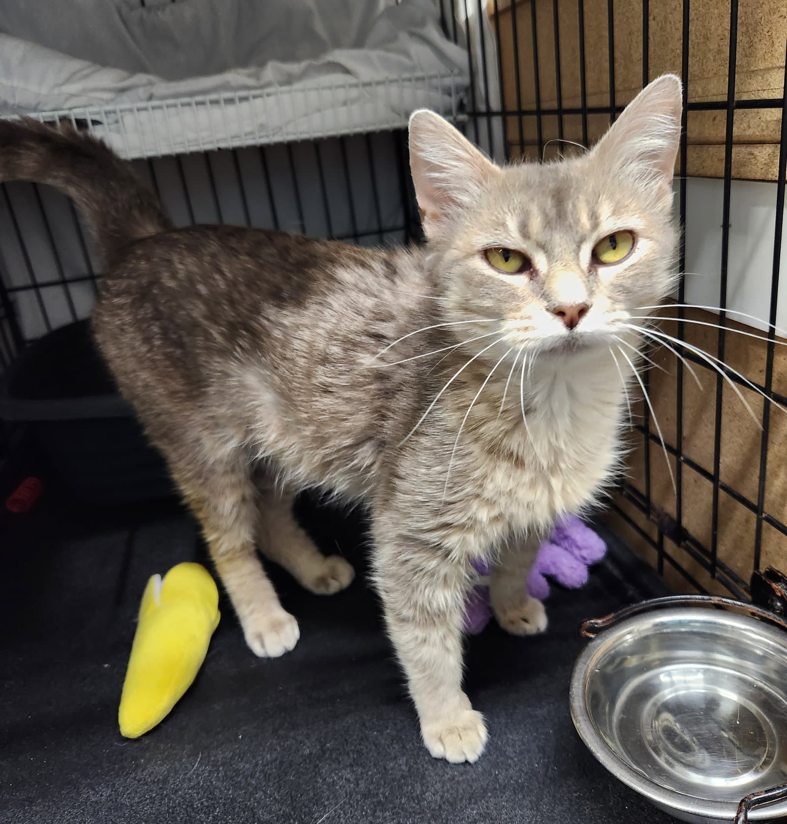 Denise - Domestic Short Hair