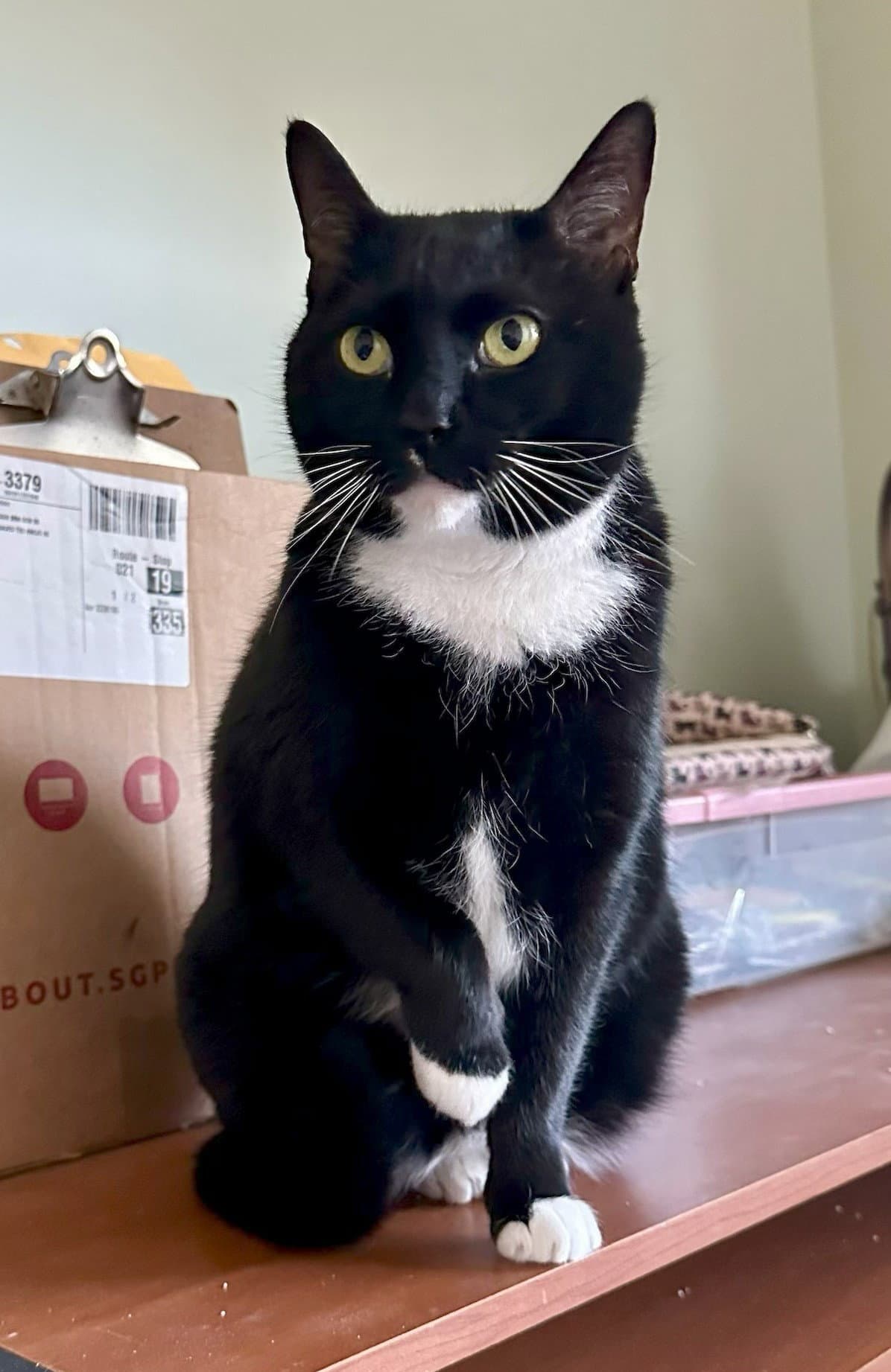 Mittens - Domestic Short Hair