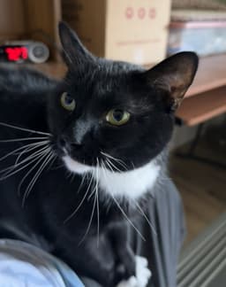 Mittens image 2