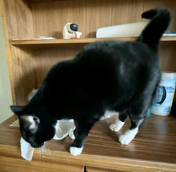 Mittens image 4
