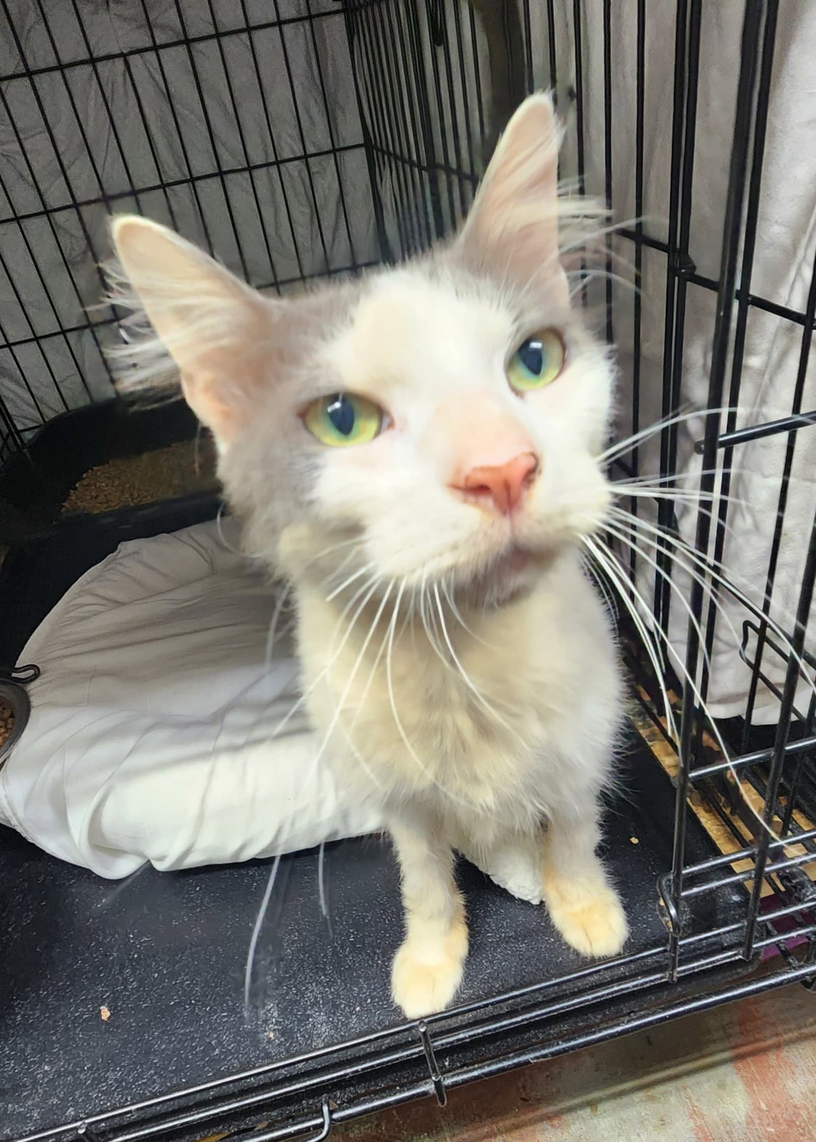 Buddy - Domestic Short Hair
