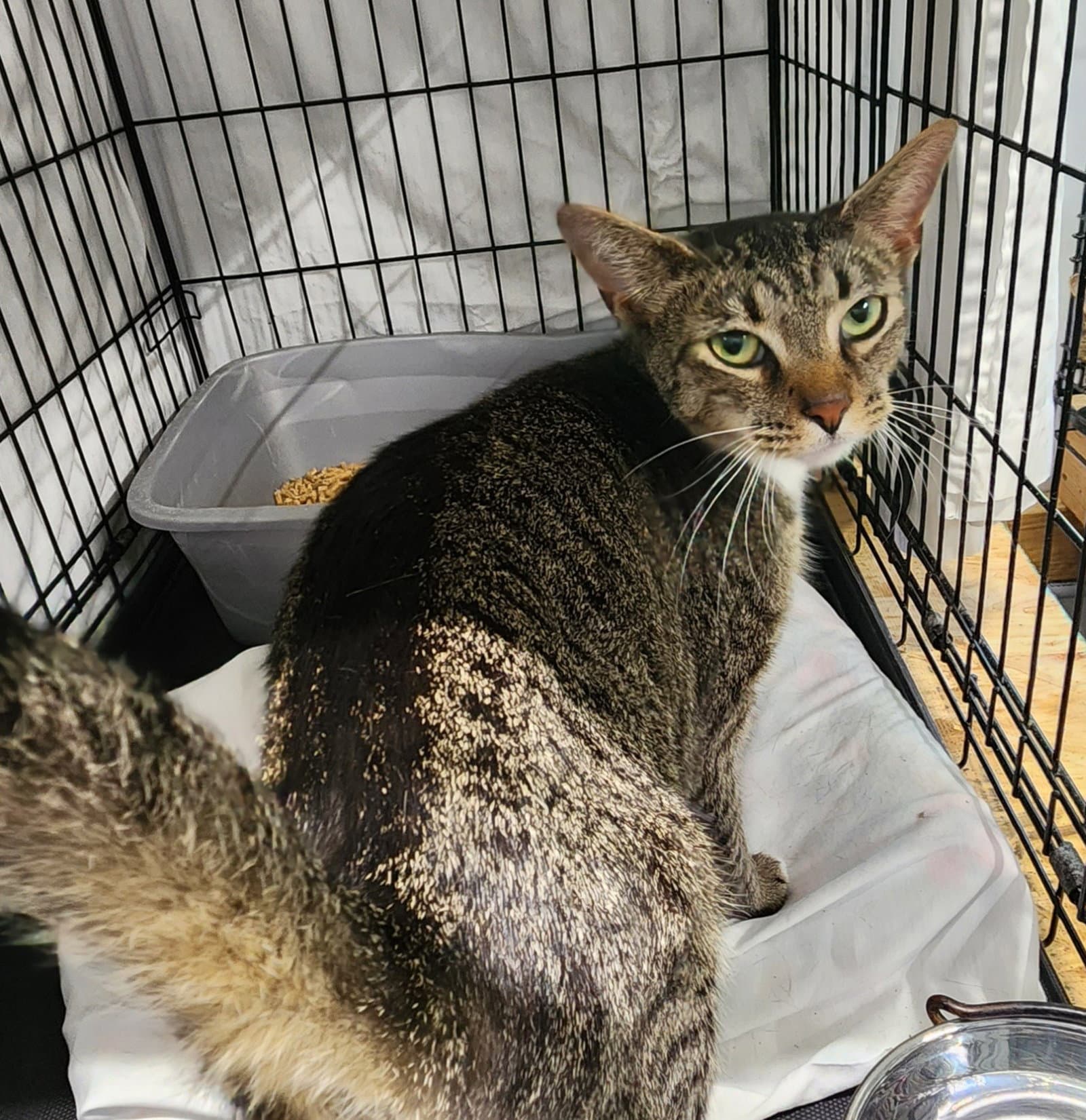 Meow Meow - Domestic Short Hair
