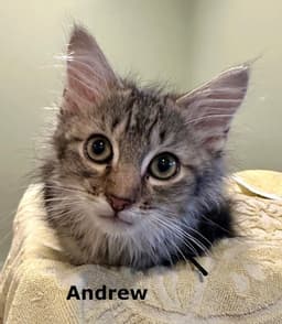 Andrew image 2