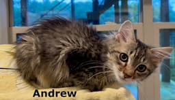 Andrew image 3