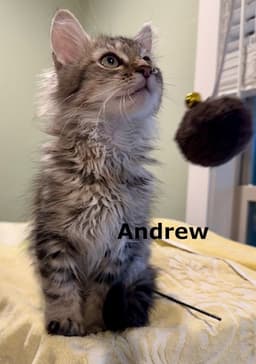 Andrew image 4