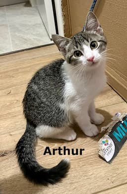 Arthur image 1