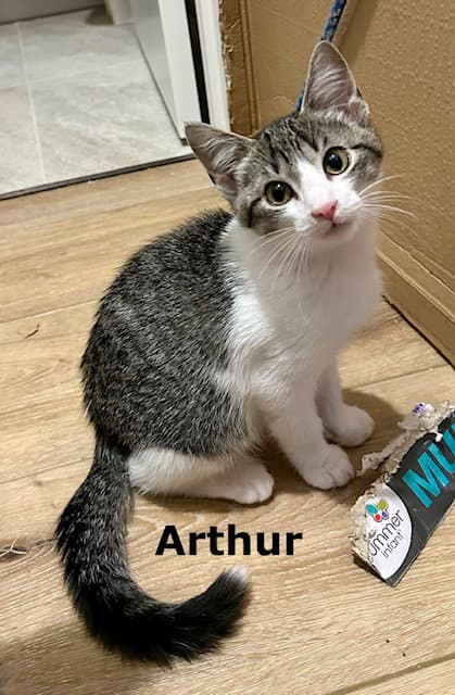 Arthur - Domestic Short Hair