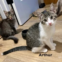 Arthur image 3