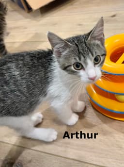 Arthur image 4