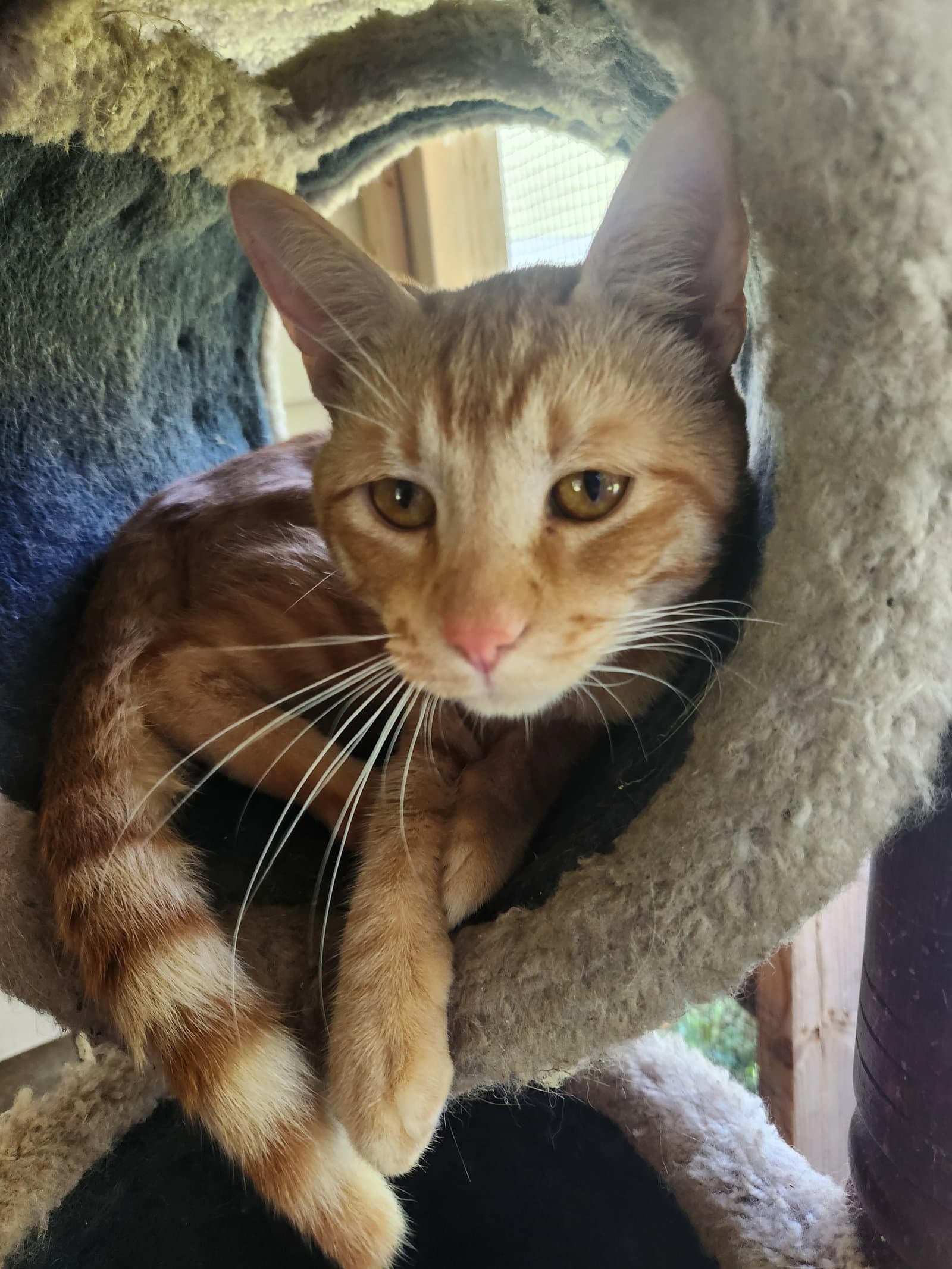 Simba - Domestic Short Hair