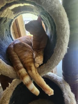 Simba image 2