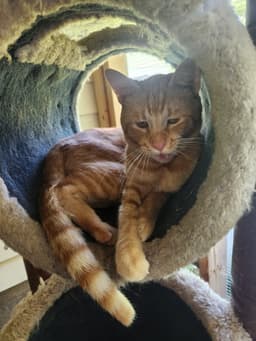 Simba image 3