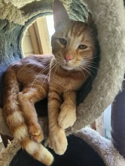 Simba image 4