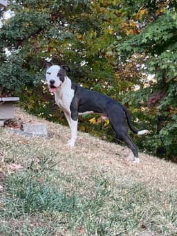 Pippin Courtesy Post image 3